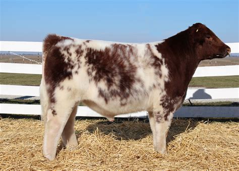 Saturday, March 19, 2022 at 11:30 a. . Shorthorn cattle for sale in kentucky